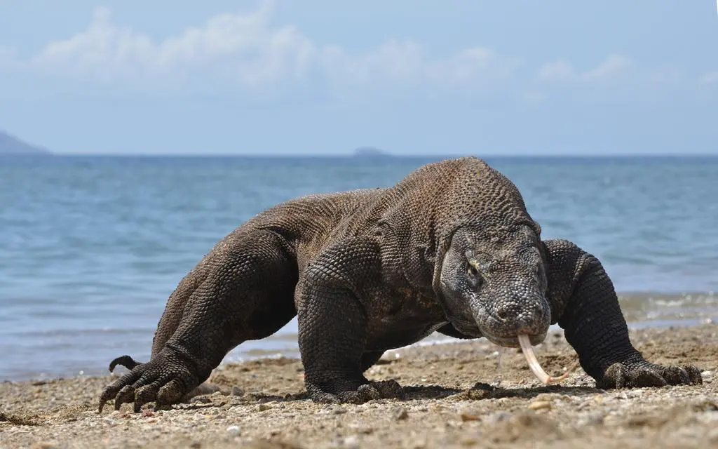 Waran z Komodo