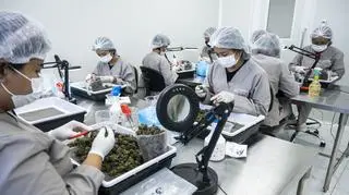 "Marihuana medyczna może uzależnić tak samo jak na przykład leki nasenne."