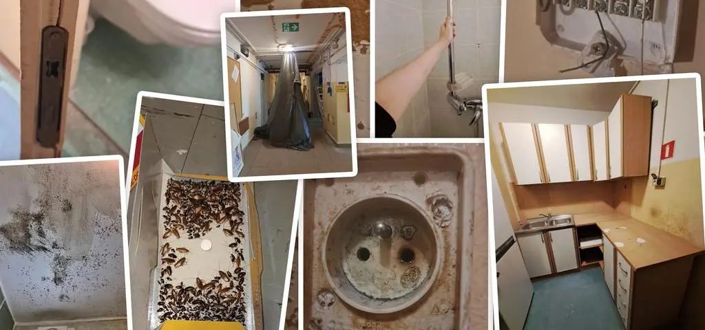 Pleśń, karaluchy, awarie wind i woda kapiąca z sufitu. Tak mieszkali studenci