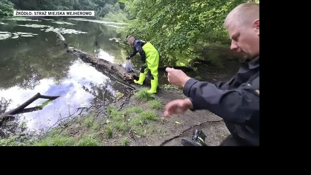 Czapla zaplątała się w żyłkę