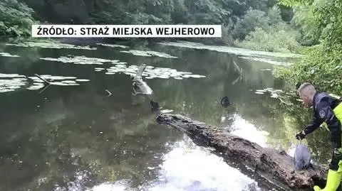 Czapla zaplątała się w żyłkę
