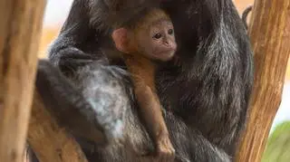 W zoo urodziła się małpka z gatunku zagrożonego wyginięciem