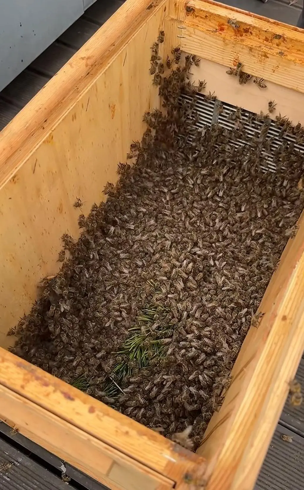Pszczoły trafiły do zoo