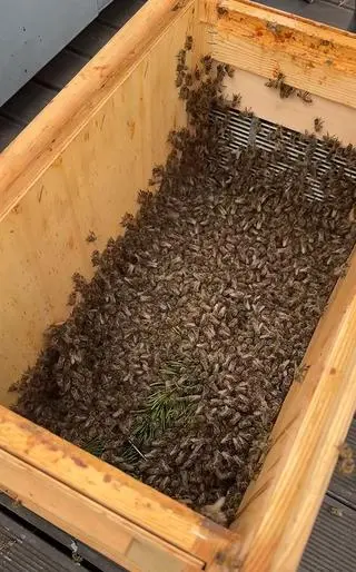 Pszczoły trafiły do zoo