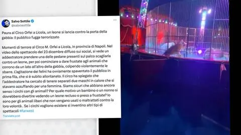 Chwile grozy w cyrku. Lwy skaczą, widzowie zerwali się z miejsc  