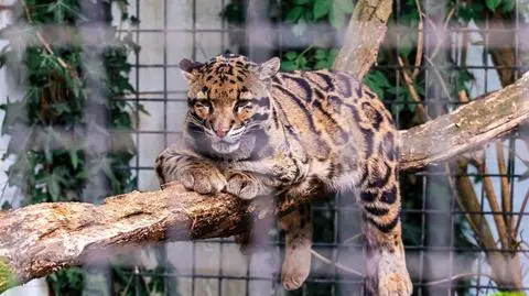 Lampart śmiertelnie ranił pracownika zoo