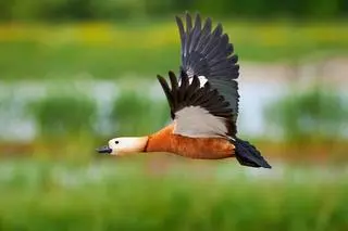 Kazarka rdzawa (Tadorna ferruginea)