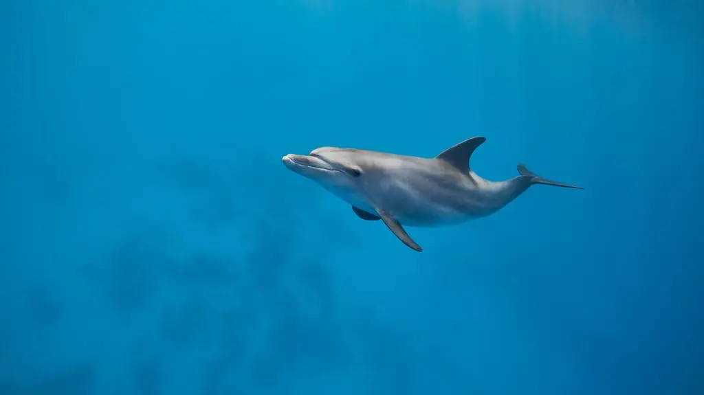 Delfin butlonosy (zdjęcie poglądowe)