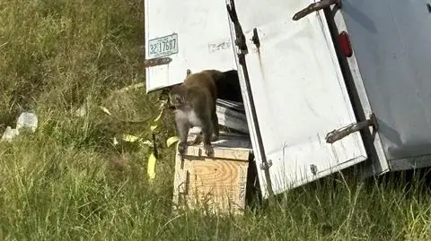 Małpy uciekły z ciężarówki. Niemal wszystkie zostały uśmiercone