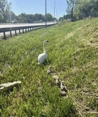 Łabędzie w pobliżu drogi ekspresowej S6