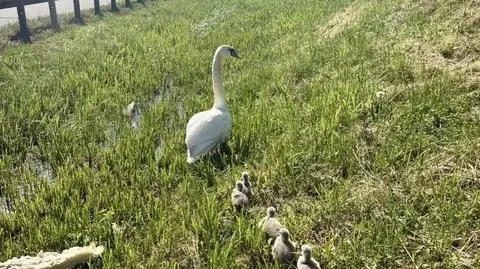 Uratowane łabędzie 