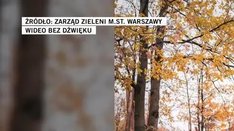 ZARZĄD ZIELENI