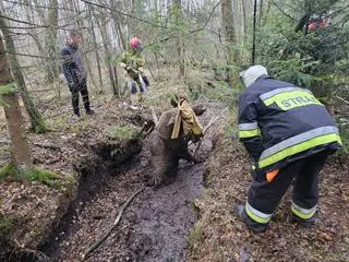Łoś ugrzązł w torfowisku 