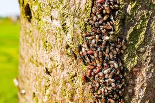 Kolonia skupieńców na korze drzewa