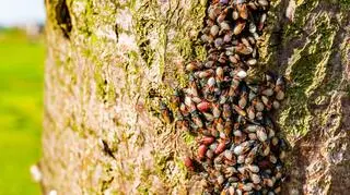 Kolonia skupieńców na korze drzewa