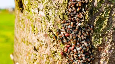 Kolonia skupieńców na korze drzewa
