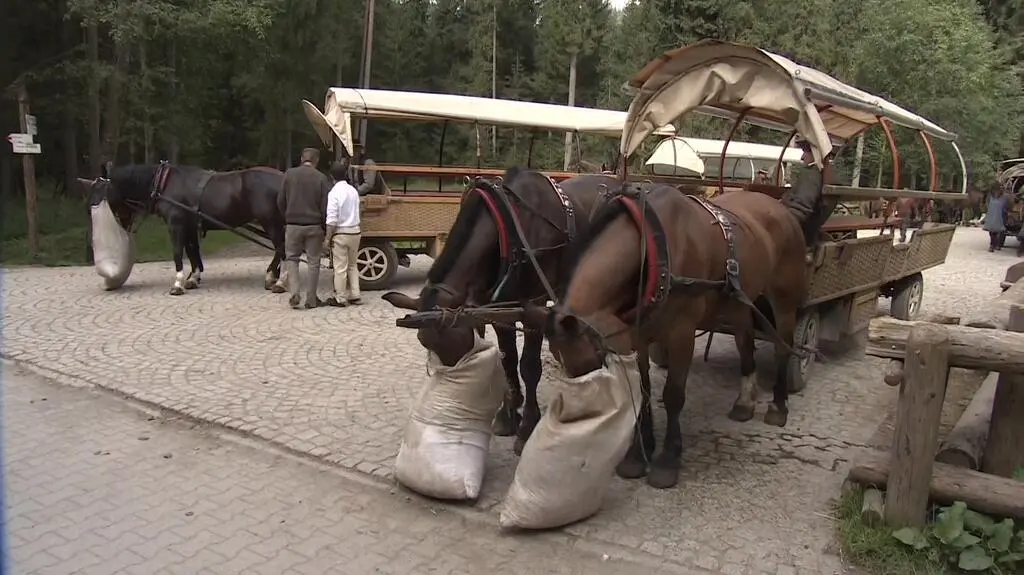 Badają konie z Morskiego Oka. Na zlecenie fiakrów