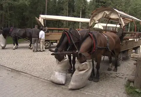 Uczelnia odcina się od badań koni nad Morskim Okiem. "W trosce o ochronę zwierząt"