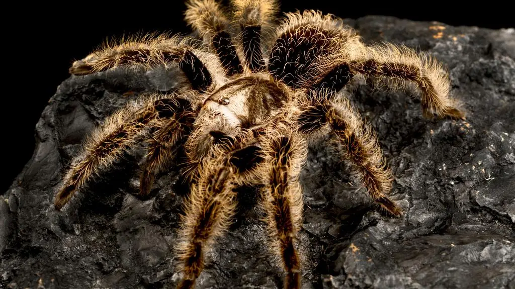 Amerykanie muszą pilnie poznać swoje pajęczaki