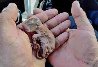 The little squirrel fell out of the hollow 