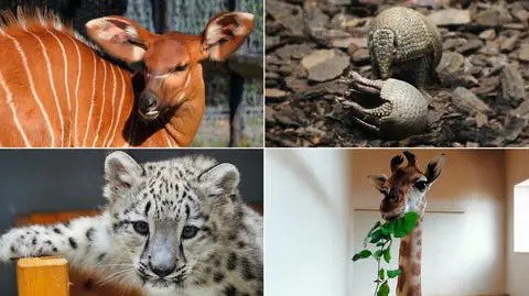 Ponad tysiąc nowych mieszkańców warszawskiego zoo
