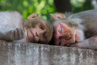 Makaki królewskie (Macaca mulatta) - zdj. ilustracyjne