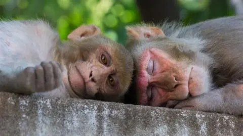 Makaki królewskie (Macaca mulatta) - zdj. ilustracyjne