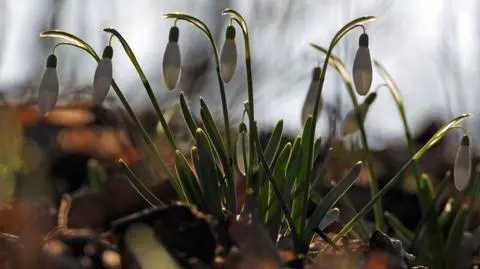 Pogoda na dziś: 20 stopni i lokalne opady deszczu