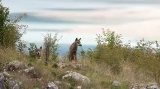 Znaleźli kilkanaście martwych wilków. Mogły zostać otrute