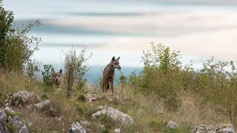 Znaleźli kilkanaście martwych wilków. Mogły zostać otrute