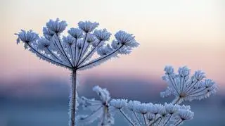 Blokada Rexa urządzi nam Boże Narodzenie. Możliwy dwucyfrowy mróz