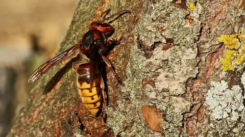 Pułapki z feromonami mogą być skuteczne do walki z szerszeniami azjatyckimi