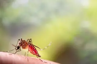 Komar tygrysi (Aedes albopictus)