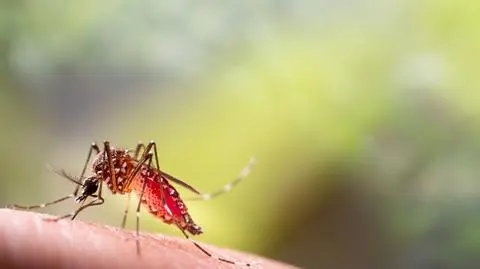 Komar tygrysi (Aedes albopictus)