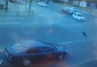 Chciał oddać psa, porzucił go na ruchliwej ulicy