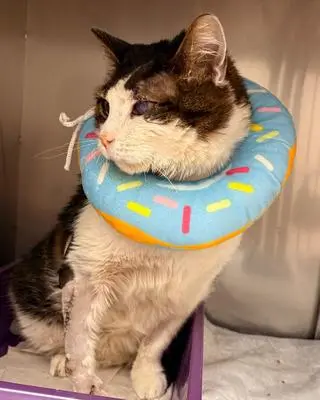 Skatowany kot Pandek w listopadzie 2024 roku