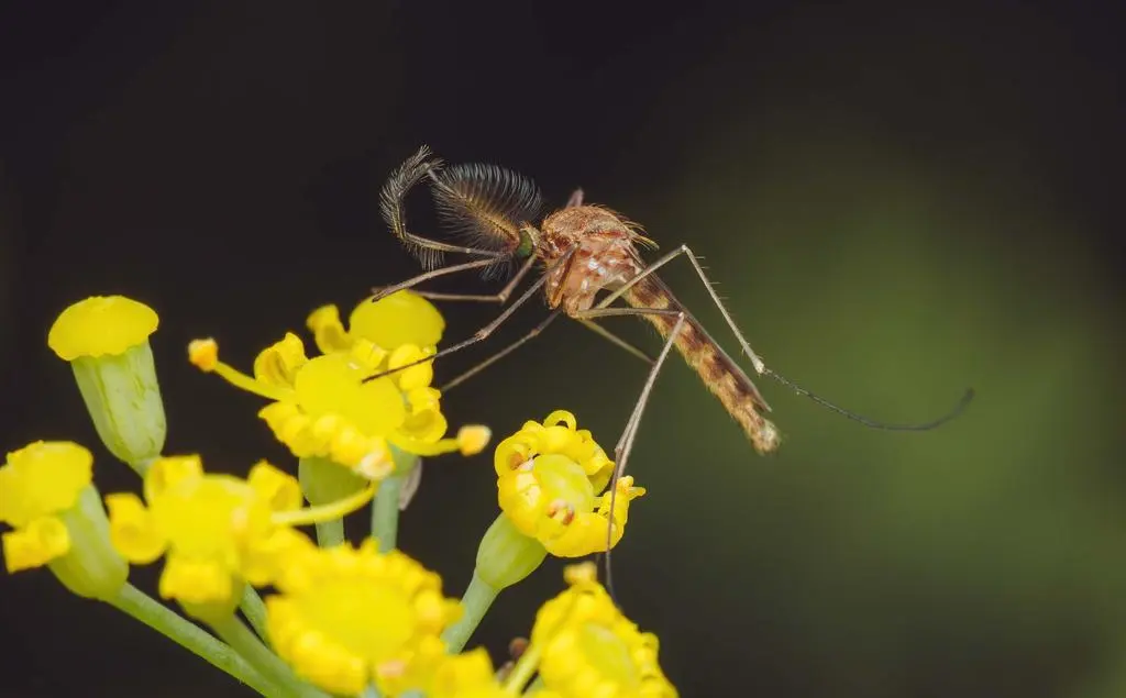 Komar brzęczący (Culex pipiens)