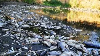 Katastrofa ekologiczna w Odrze. Zdjęcia Ochotniczej Straży Pożarnej w Gostchorzu