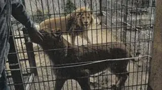 Trzyma w ogródku lwy, oficjalnie to cyrk