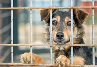 Prezydent zawetował ustawę łańcuchową. Złożył własny projekt 