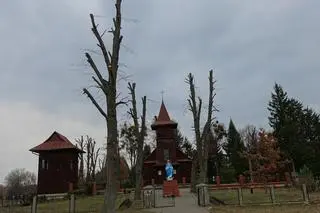 Drzewa zostały ogołocone z konarów