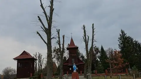 Drzewa zostały ogołocone z konarów 