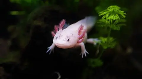 Aksolotl meksykański, ambystoma