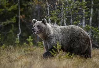 Znaleziono ciało poszukiwanego mężczyzny. Mógł zaatakować go niedźwiedź