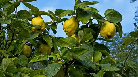 pigwa shutterstock_659457805