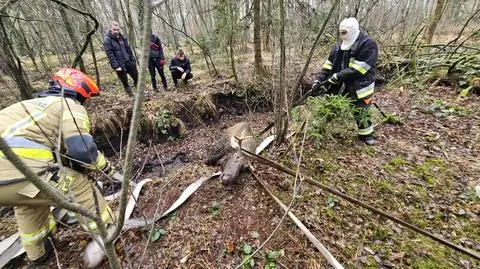 Zauważył łosia uwięzionego w torfowisku. Zwierzę uwolnili strażacy