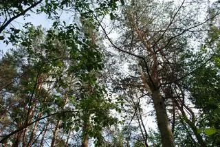 Pracował przy wycince drzew 