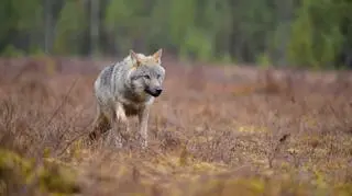 Wilk szary (Canis lupus)
