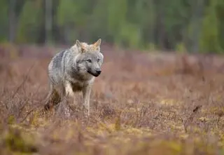 Wilk zabity na polowaniu. Myśliwy stanie przed sądem