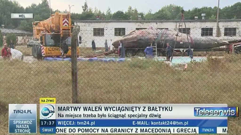 Wieloryb wyciągnięty z Bałtyku trafił na stół sekcyjny